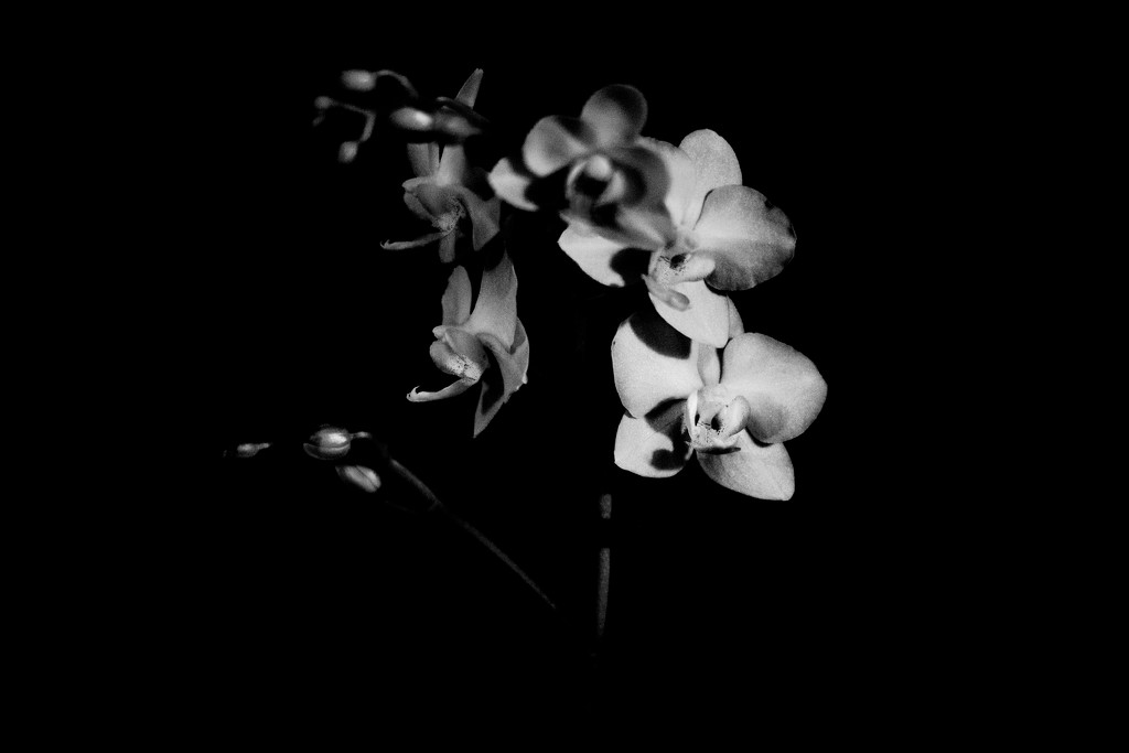 Orchids by tosee