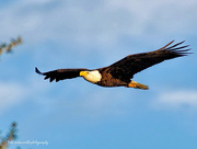 17th Nov 2020 - Fly-by, Bald Eagle. 