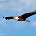 Fly-by, Bald Eagle.  by photographycrazy