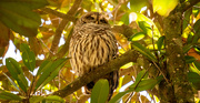 17th Nov 2020 - Found the Sleepy Owl Today!