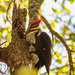 Mr Pileated Woodpecker at Work! by rickster549