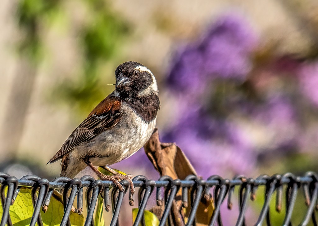 Cape Sparrow male by ludwigsdiana