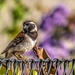 Cape Sparrow male by ludwigsdiana