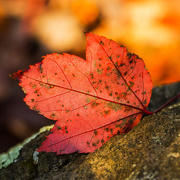 15th Nov 2020 - Maple leaf 