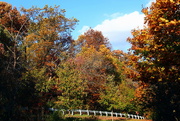 15th Nov 2020 - Roadside Fall Colors