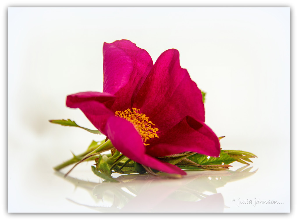 Rugosa rose.. Ann Endt by julzmaioro