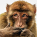 Barbary Macaque  by shepherdmanswife