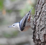 17th Nov 2020 - Ms. White-breasted Nuthatch