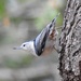 Ms. White-breasted Nuthatch by sunnygreenwood