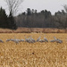 Sandhill Cranes, One More Time by sunnygreenwood