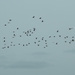 Sandhill Cranes, On The Go! by sunnygreenwood