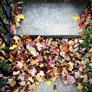 16th Nov 2020 - More Leaves