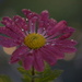 Chrysanthemum ..... by ziggy77