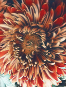 18th Nov 2020 - Chrysanthemum 