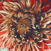 Chrysanthemum  by jacqbb