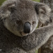 Matilda by koalagardens