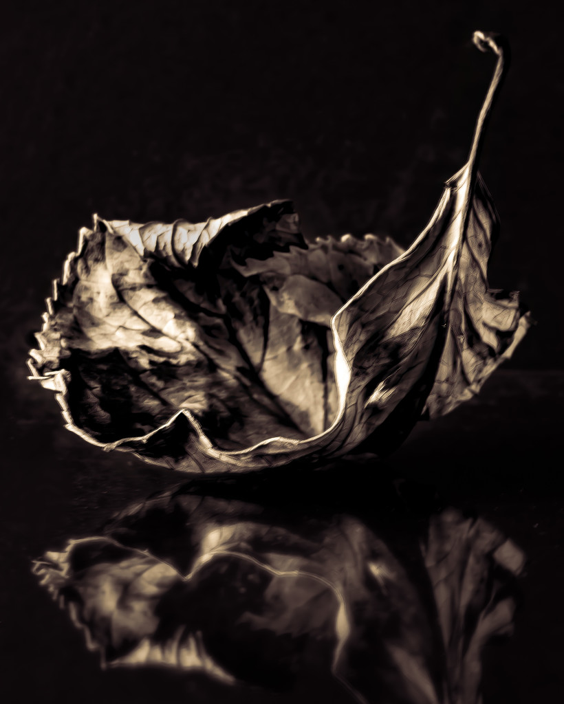 dried up hydrangea leaf by jernst1779