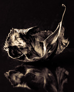 18th Nov 2020 - dried up hydrangea leaf