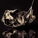 dried up hydrangea leaf by jernst1779