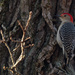 red-bellied woodpecker  by rminer
