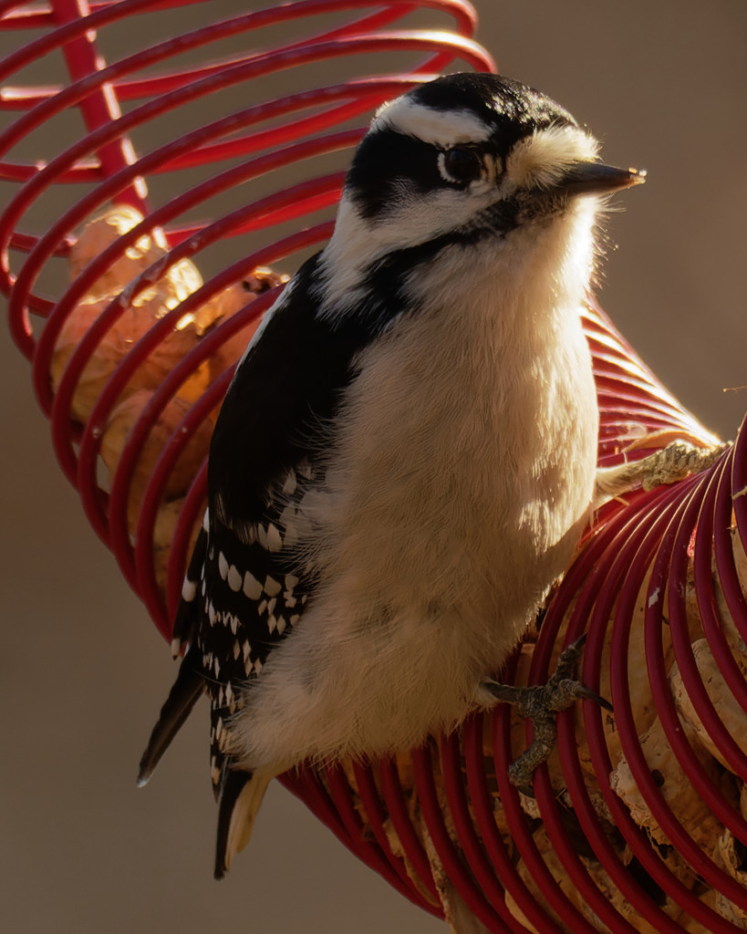 downy woodpecker by rminer