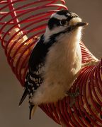 18th Nov 2020 - downy woodpecker