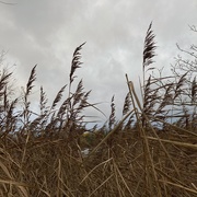 15th Nov 2020 - Reeds blowing in the wind 