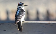 18th Nov 2020 - Woodpecker Pose