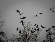 18th Nov 2020 - Crows