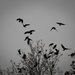 Crows by haskar