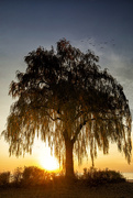 18th Nov 2020 - The Willow Tree at Sunset