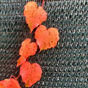 19th Nov 2020 - Orange heart leaves. 