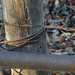 Barbwire and rust by larrysphotos
