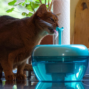 18th Nov 2020 - Shhhh, look who is sipping from her fountain...