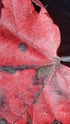 19th Nov 2020 - Maple leaf...