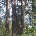 Painted loblolly pine and sweetgum tree trunks... by marlboromaam