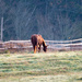 Another horse spotted on my way to work by joansmor