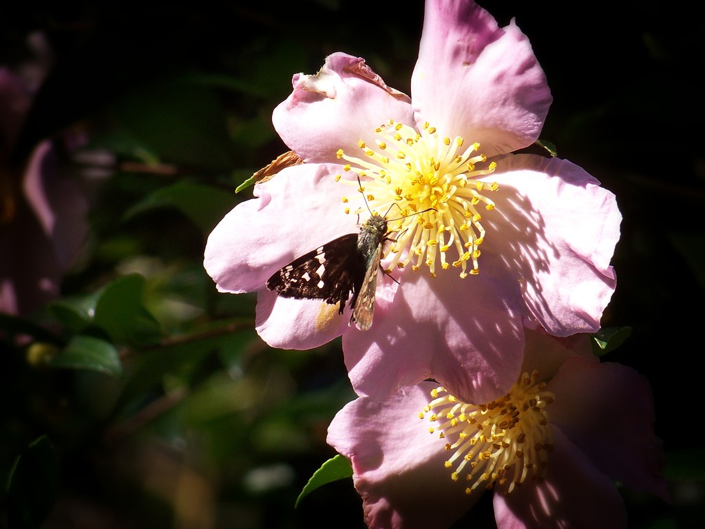 A tattered skipper on a tattered blossom... by marlboromaam