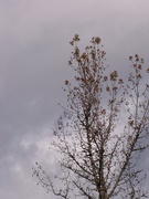 19th Nov 2020 - Looking up on a gray day...