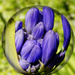 Budding Agapanthus by onewing