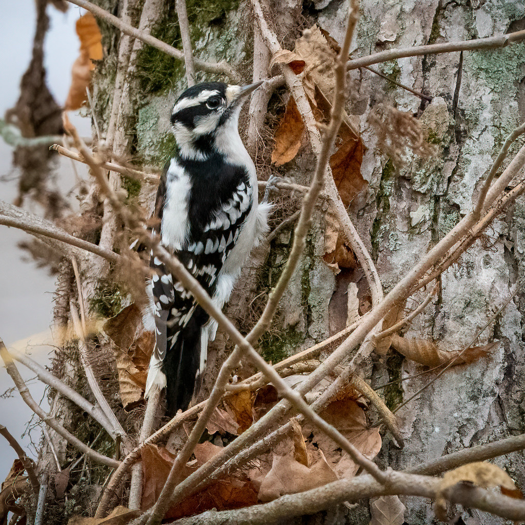 Downy Woodpecker by nicoleweg