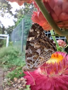 19th Nov 2020 - Moth in the paper daisies