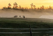 18th Nov 2020 - Horses in the mist