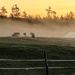 Horses in the mist by joansmor
