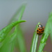 Ladybird......... by ziggy77