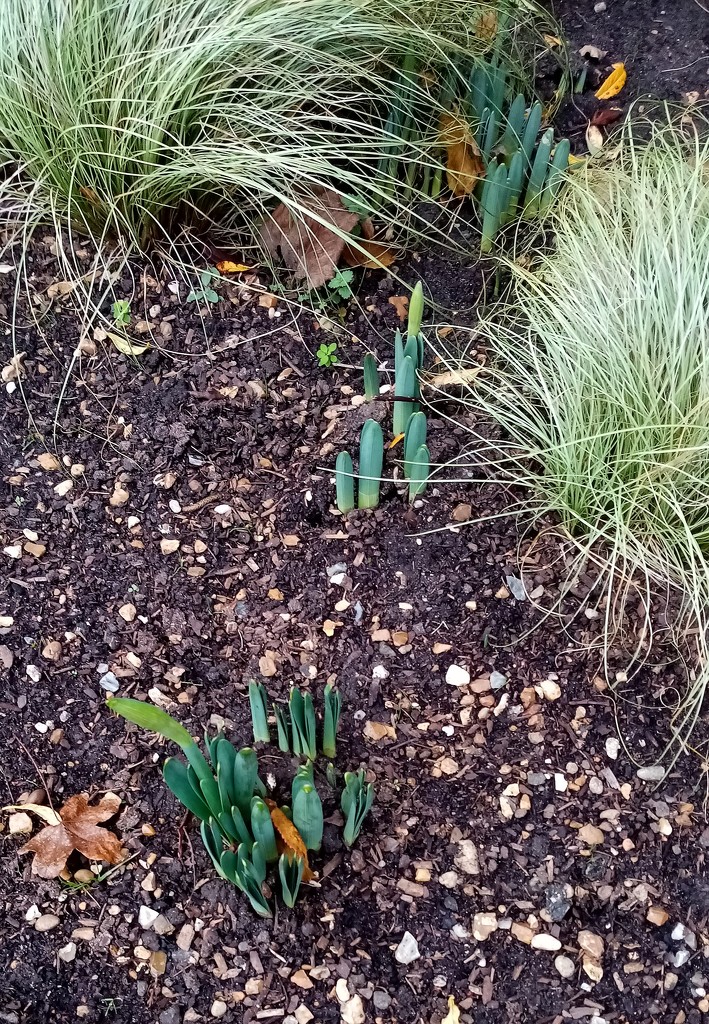 Early Daffodils  by g3xbm