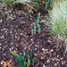 Early Daffodils  by g3xbm