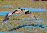 19th Nov 2020 - Fly-by, a Great Blue Heron