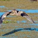Fly-by, a Great Blue Heron by photographycrazy