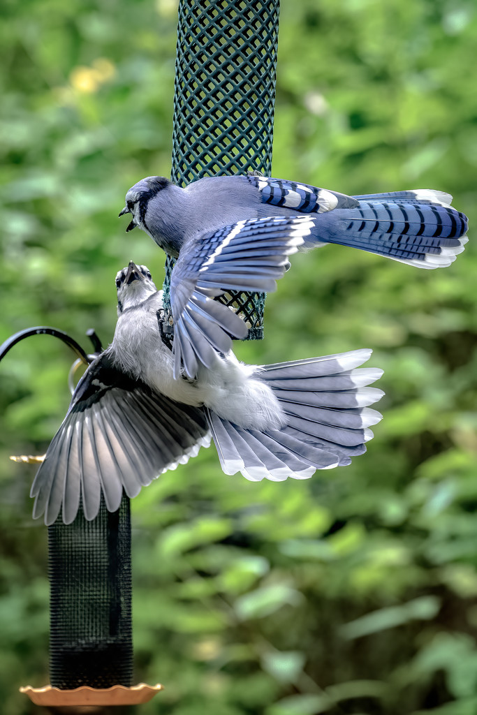 Squawking Blue Jays by jyokota